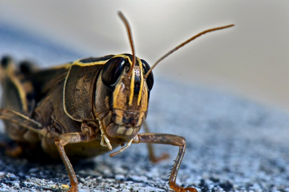 Animal nature close up