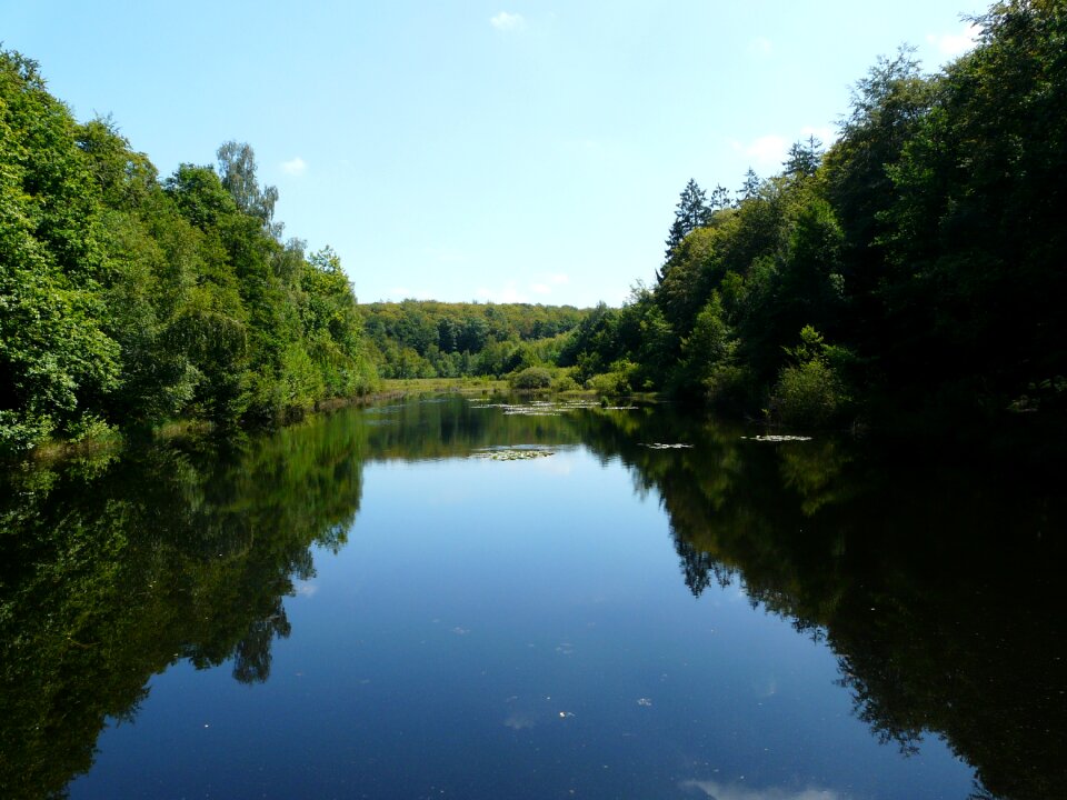 Trees vosges landscape