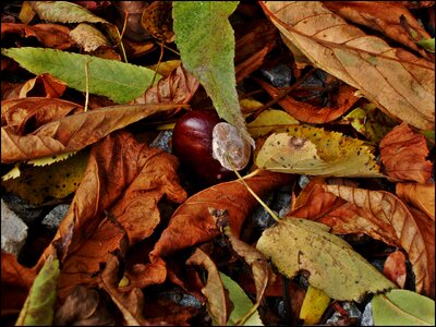 Autumn leaves dry leaves