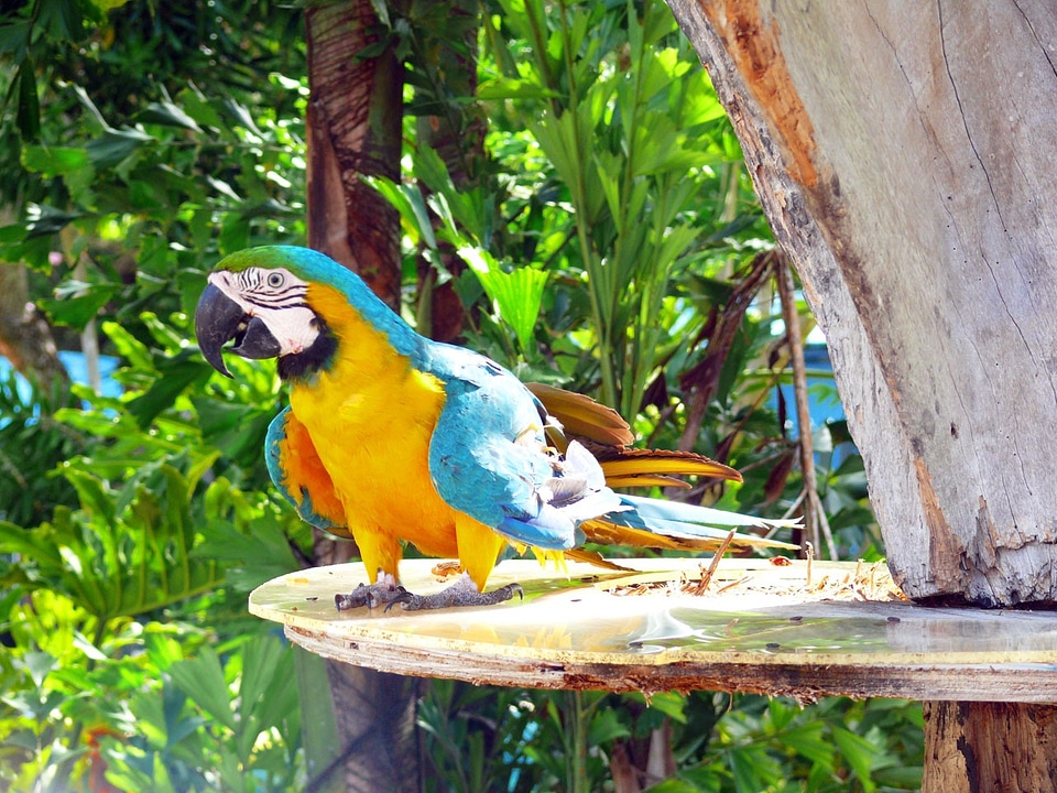 Animal bird zoo