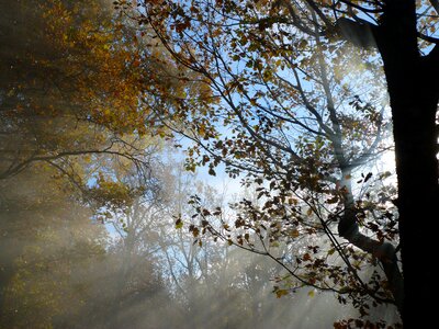 Sky nature trees photo