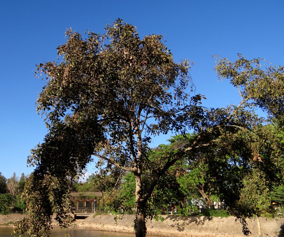 Karanji pongam sadhankeri