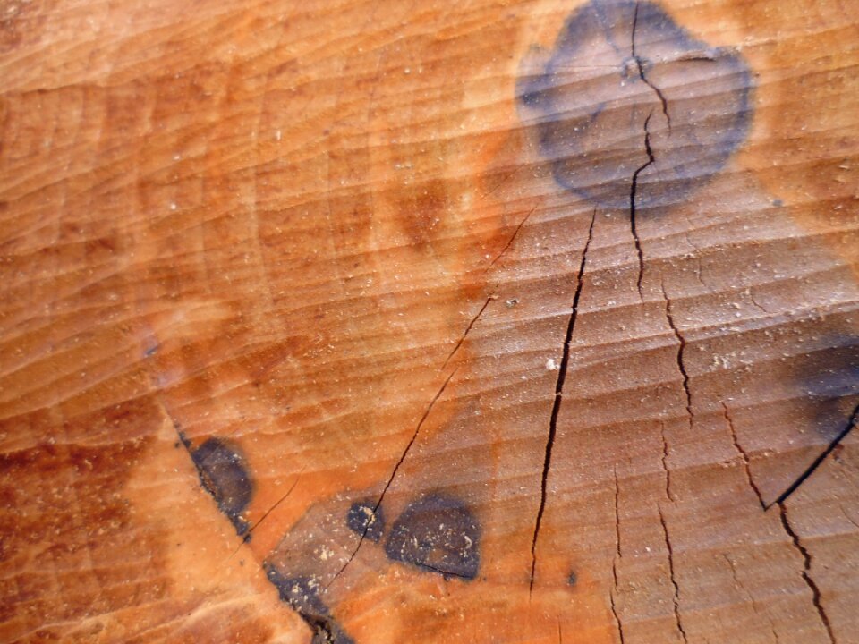 Hloz tree pruning nature