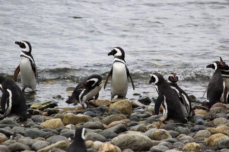 Cute animal tux photo