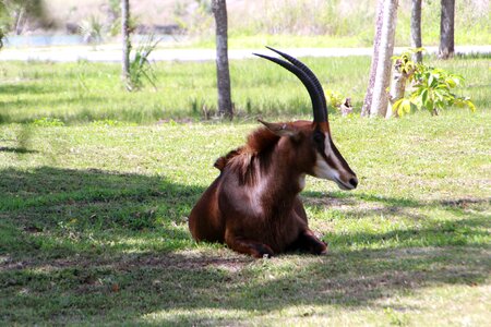Wildlife game wild animal