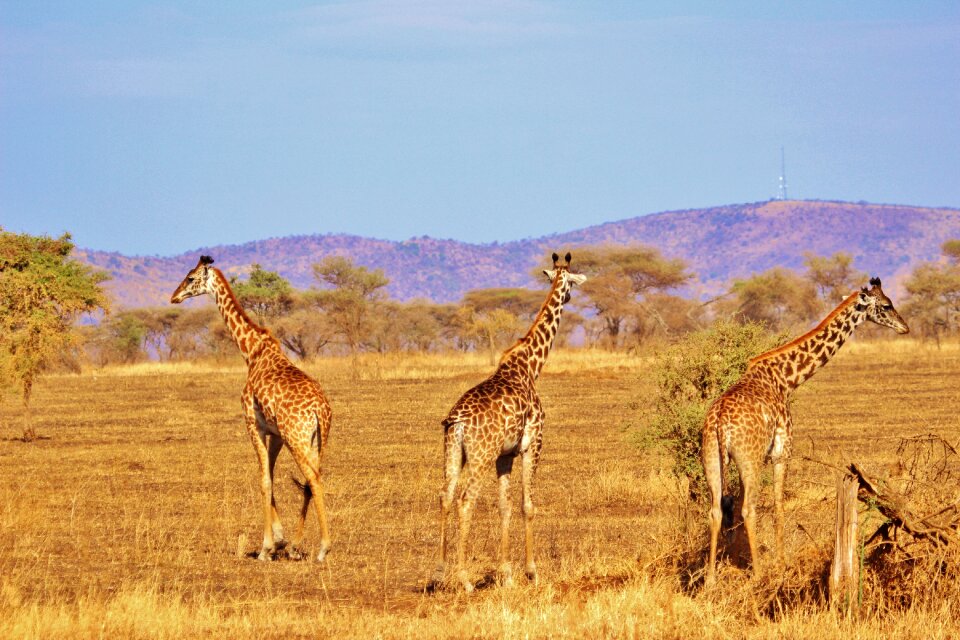 Africa serengeti nature serengeti