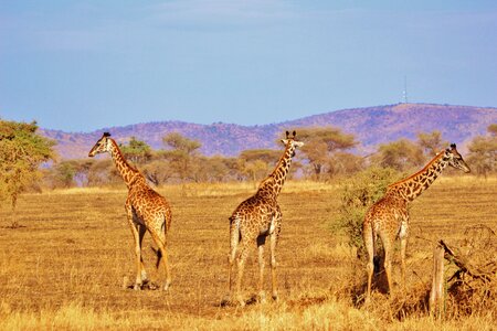 Africa serengeti nature serengeti