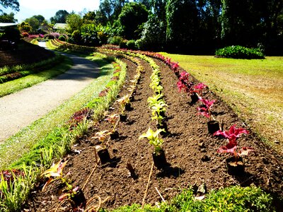 Leading line flowers flower road photo