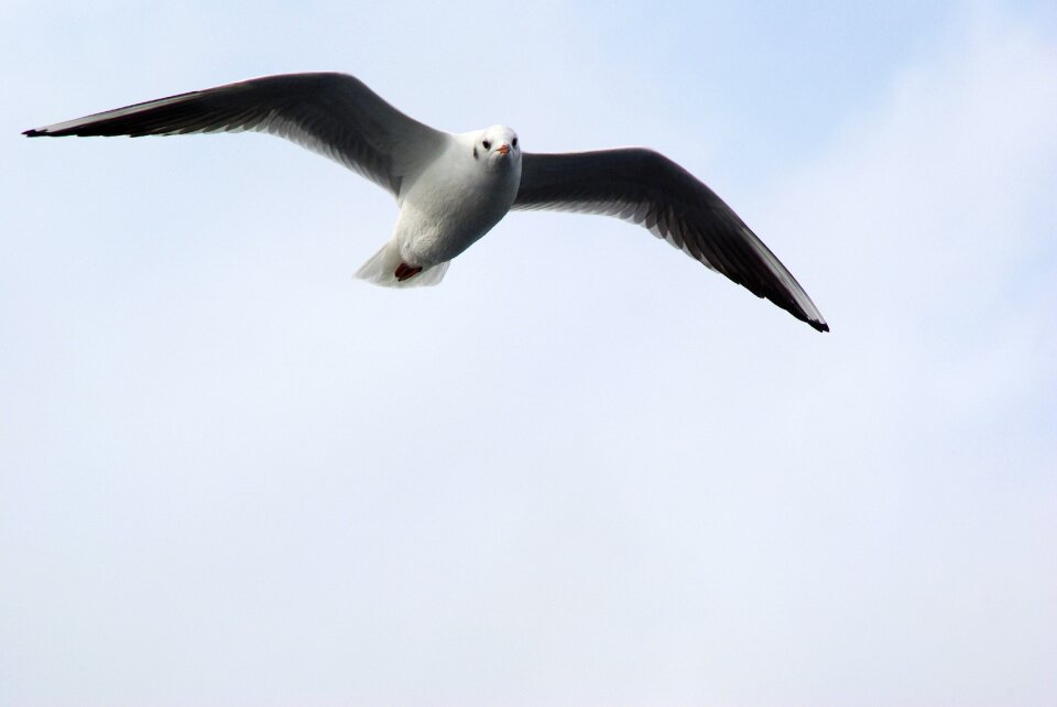 Water bird animal bird