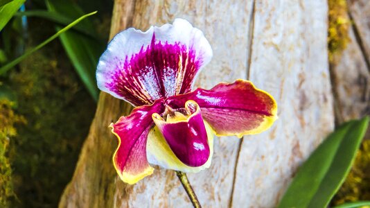 Vibrant purple orchid botanical photo