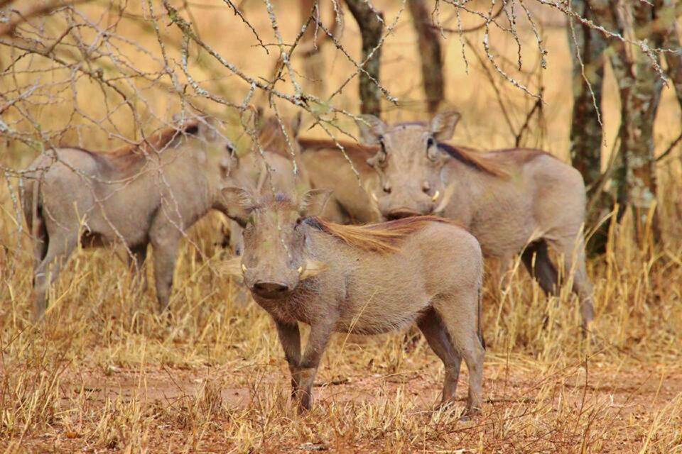 Warthog serengeti safari