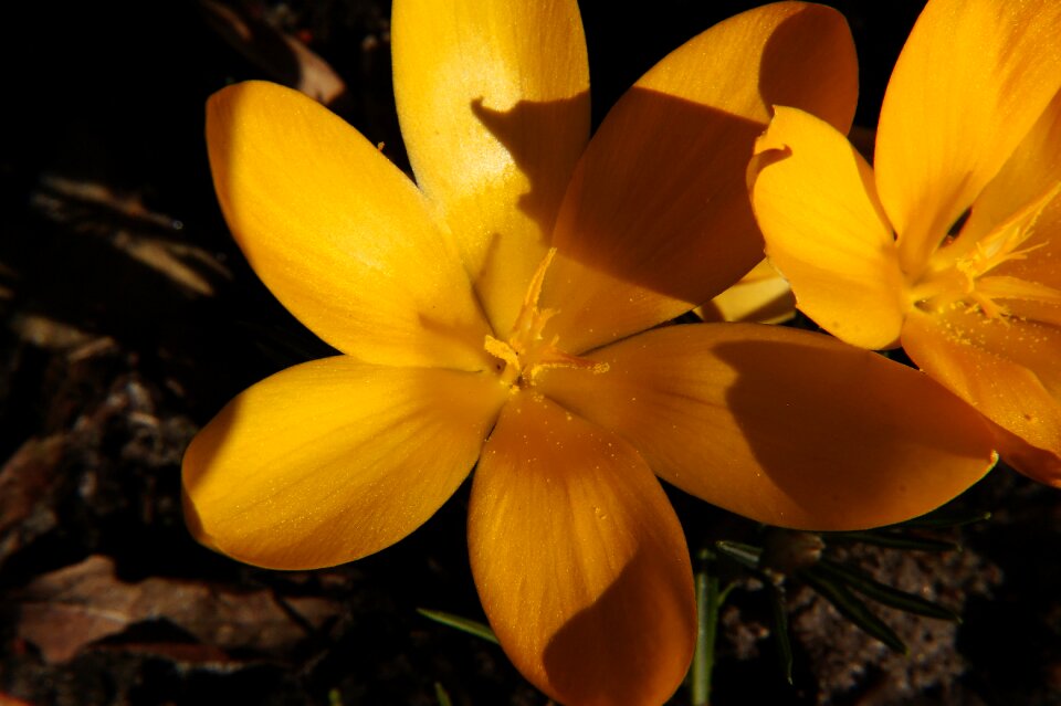 Bloom close up yellow photo