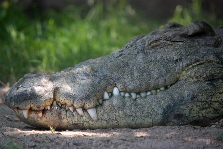 Foot reptile head