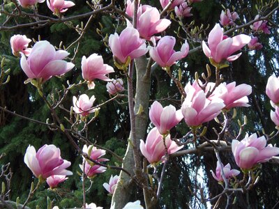 Flowers pale pink tulip tree photo