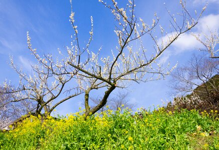 White plum rape blossoms sky