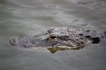 Crocodile alligator reptile photo