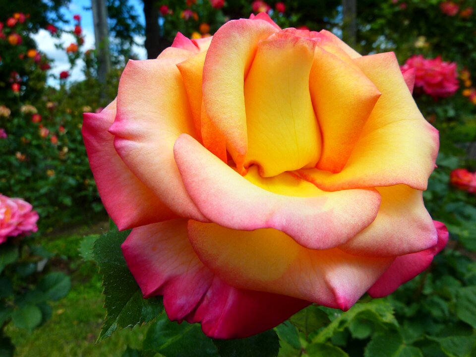 Nature macro pink