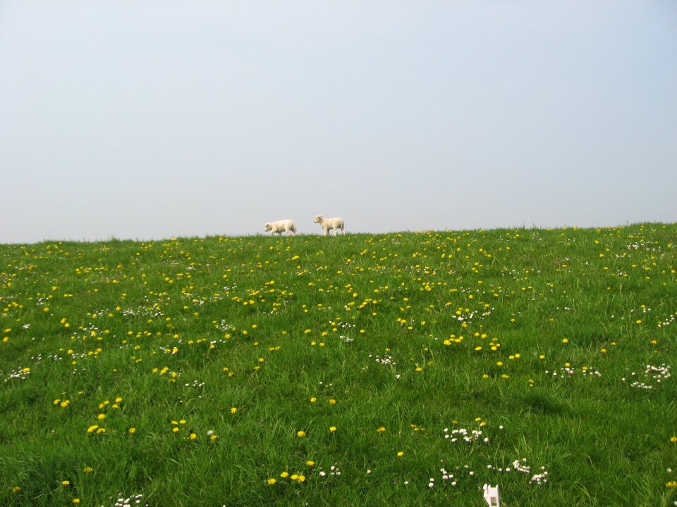 Daisy dandelion animal
