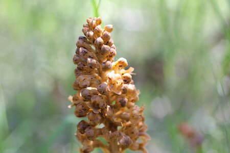 Orchid plant flower