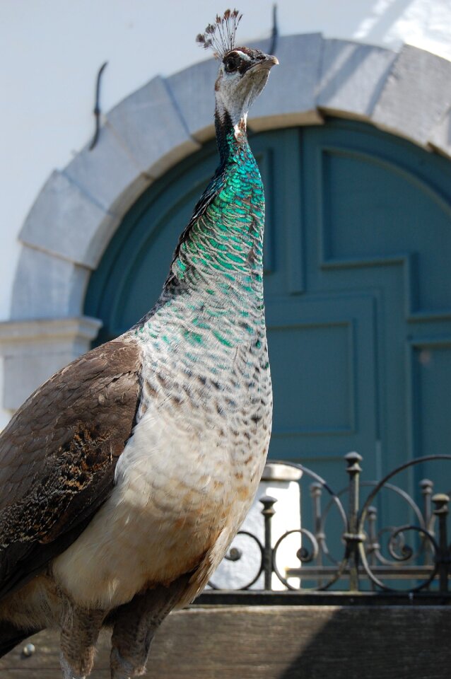 Peacock hen feather pride