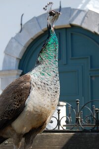 Peacock hen feather pride