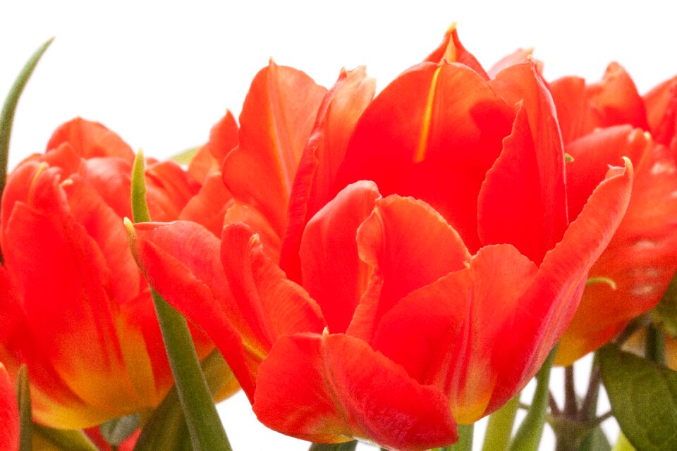 Nature flowers tulip