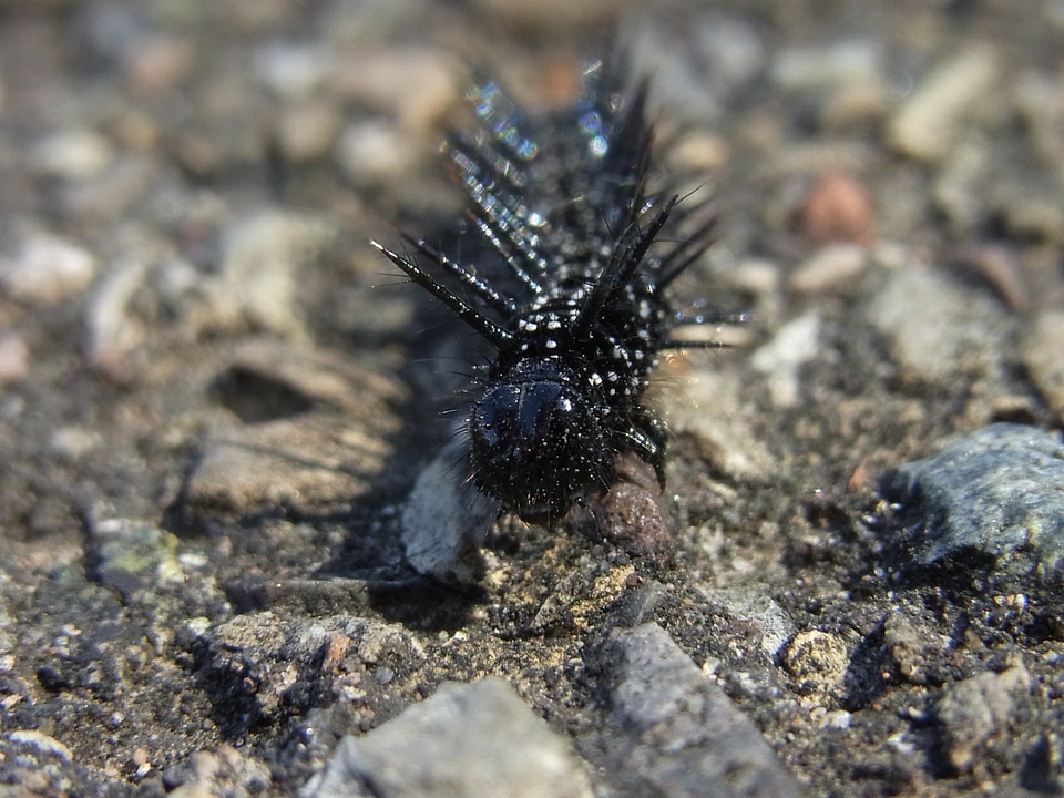 Animal insect nature