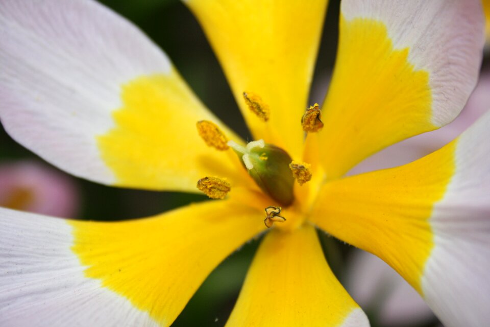 Pollen flower white