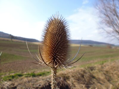 Nature plant prickly