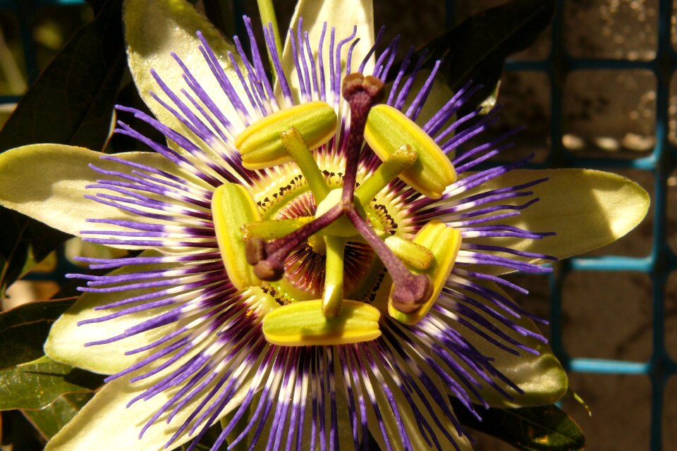 Flower passifloraceae symmetry