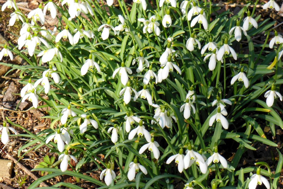 Forest signs of spring nature conservation