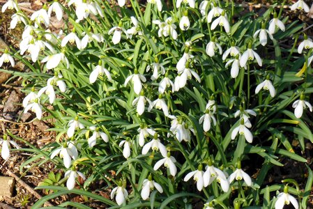 Forest signs of spring nature conservation