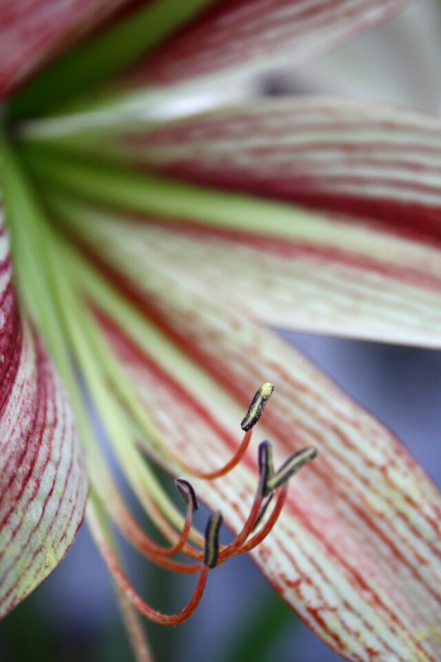 Calyx lily close up