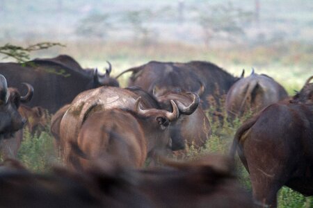 Africa african buffalo big five