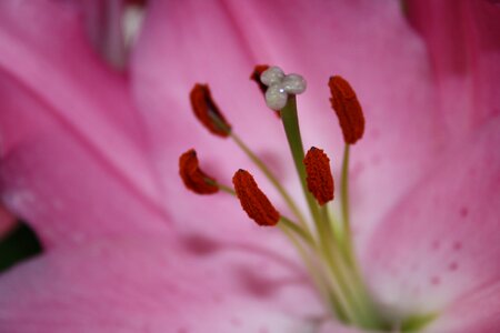 Macro pink close up photo