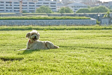 Funny friend grass photo