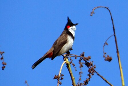 Bulbul sepoy bulbul dharwad photo