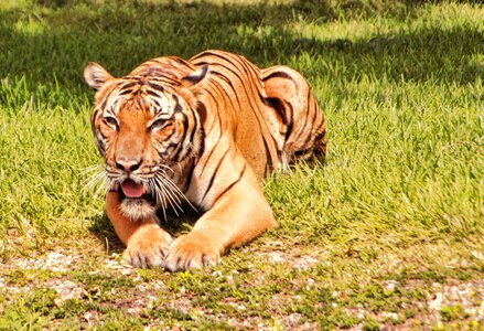 Large beautiful zoo photo