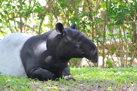 Mammal nose south american tapir photo