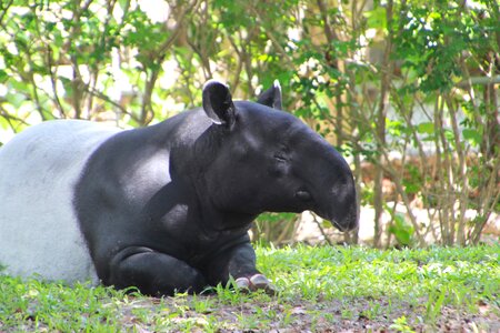 Mammal nose south american tapir