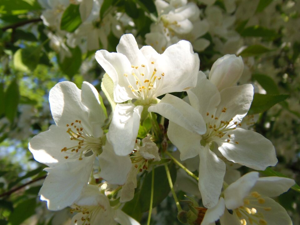 White nature white flower
