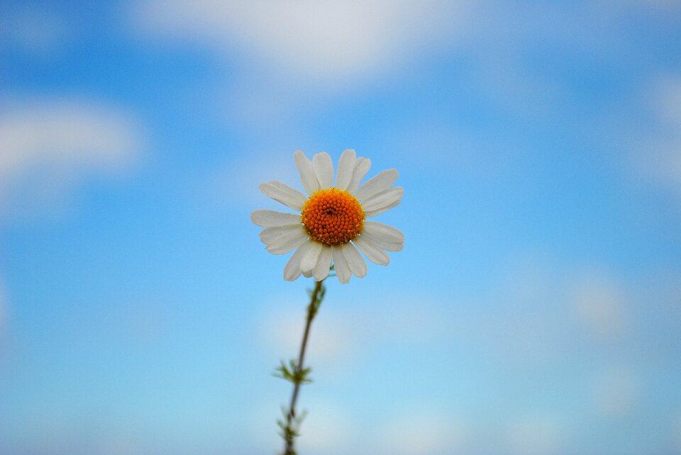 Blossom bloom spring