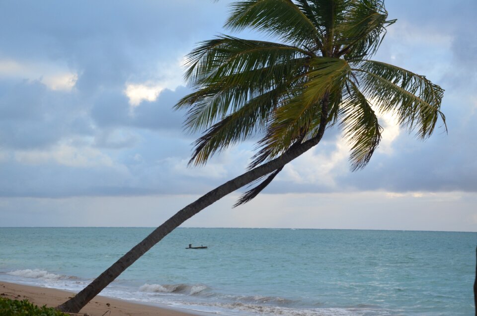 Beach blue water palm tree