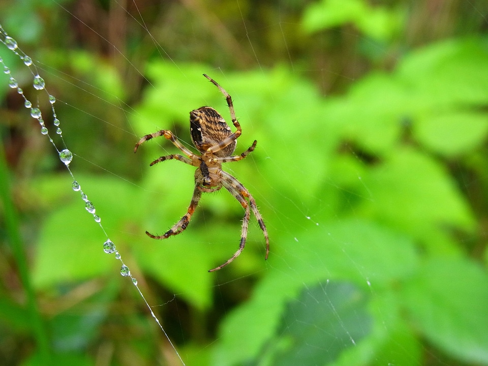 Animal nature forest