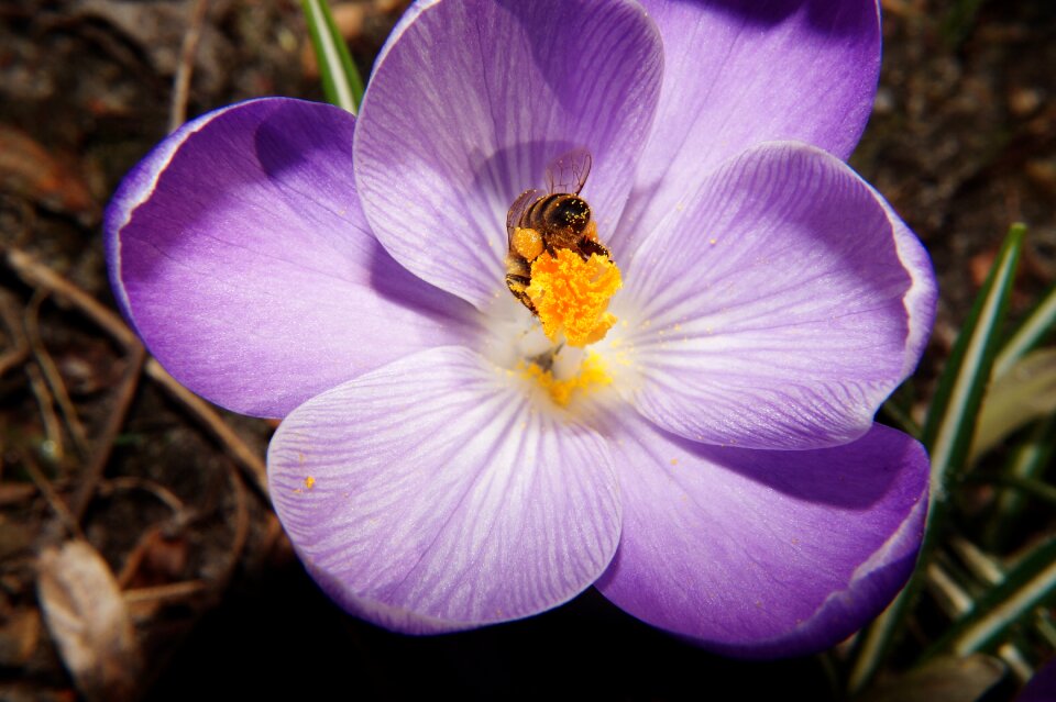 Bloom close up bee photo