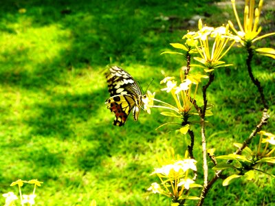 Flowers ashoka plants photo