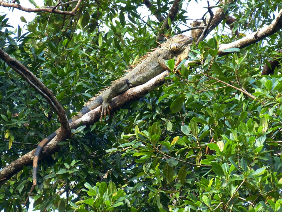 Reptile green lizard photo