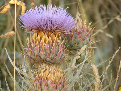 Thistle field grass photo