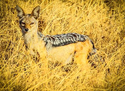 Africa animal jackal