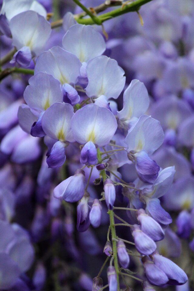 Bloom flowers macro